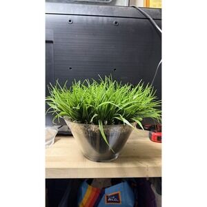 Artificial Grass Plant in Glass Pot Faux Green Decor ~12" Tall